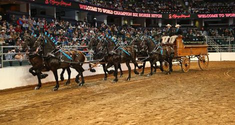 World Championship Six Horse Hitch Grand Champion