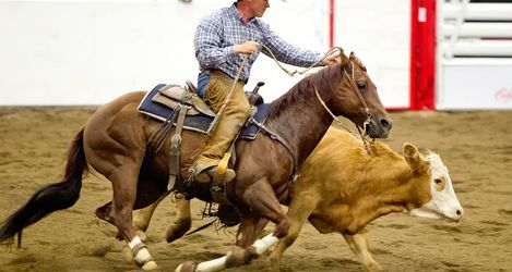 2014 Stampede Working Cow Horse Competition