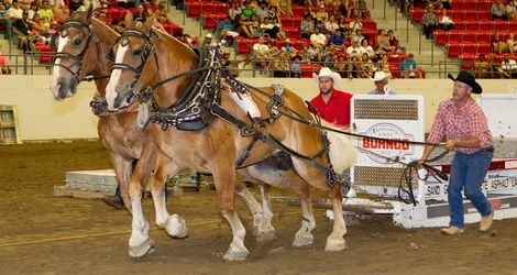 2014 Heavy Horse Pull