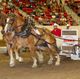 New Team To Challenge Heavy Horse Pull 