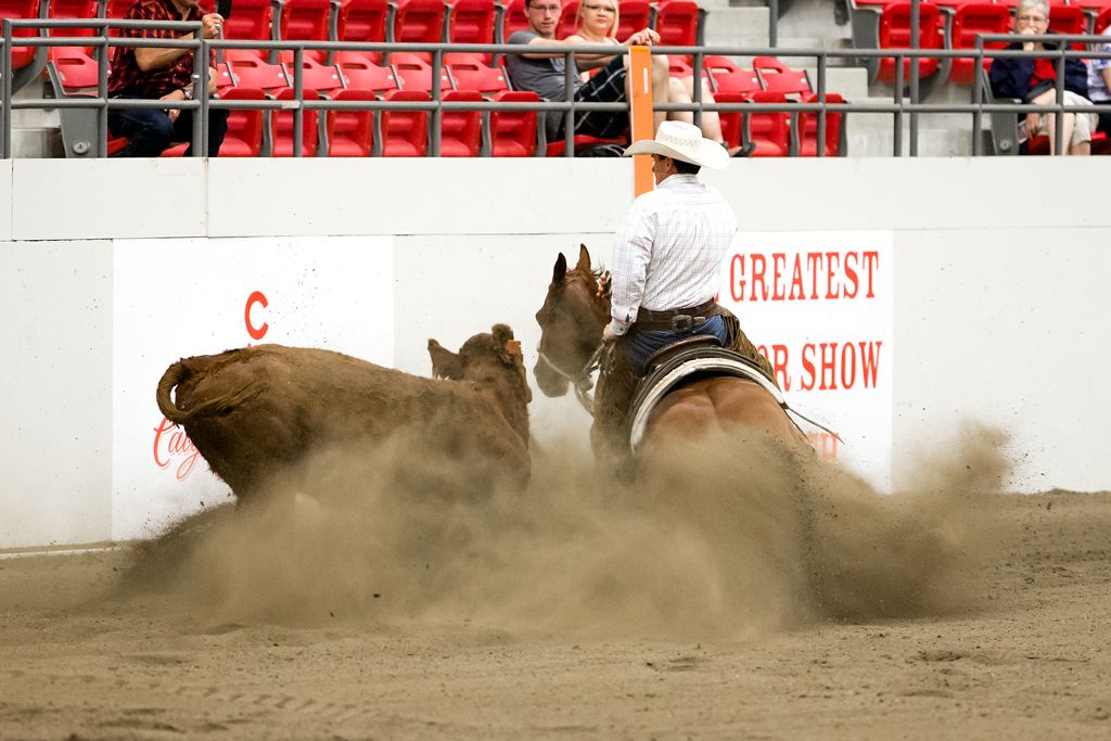 Open Hackamore John Swales