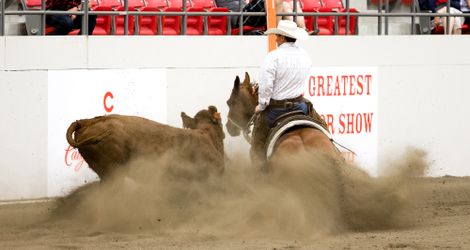 Open Hackamore John Swales