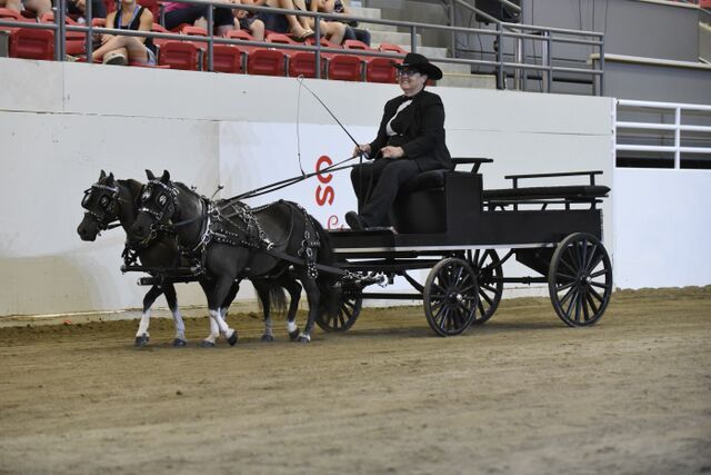 2015 - Lord Sterling Cup, Miniature Horse Show, Charlene Gale