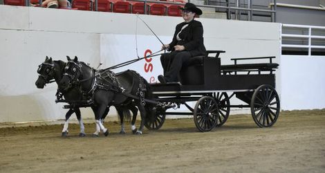 2015 - Lord Sterling Cup, Miniature Horse Show, Charlene Gale