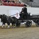 Gale Takes Lord Sterling Cup in Miniature  Horse Show