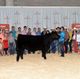 Serhienko is Grand Champion of UFA Junior Steer Classic 