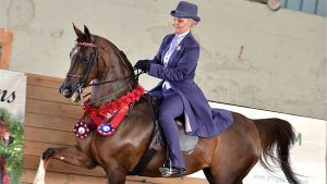 Arabian Horse Show