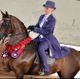 Free Arabian Horse Showcase at Stampede Park this week