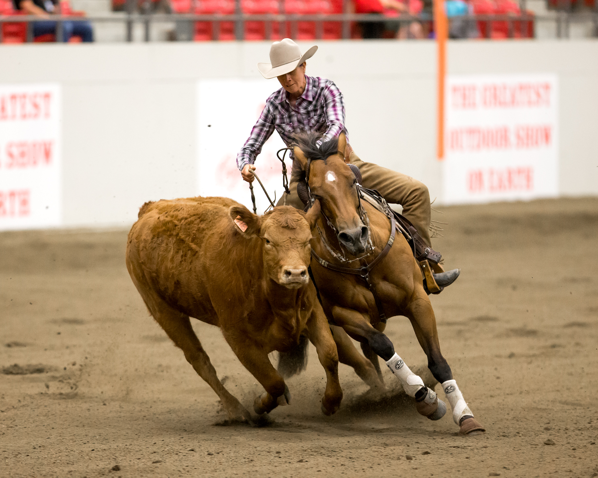 Schaal Wins Calgary Stampede Working Cow Horse Open Calgary Stampede