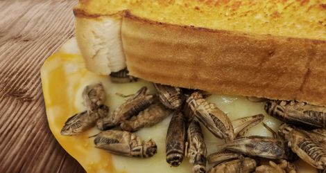 Criket Grilled Cheese
