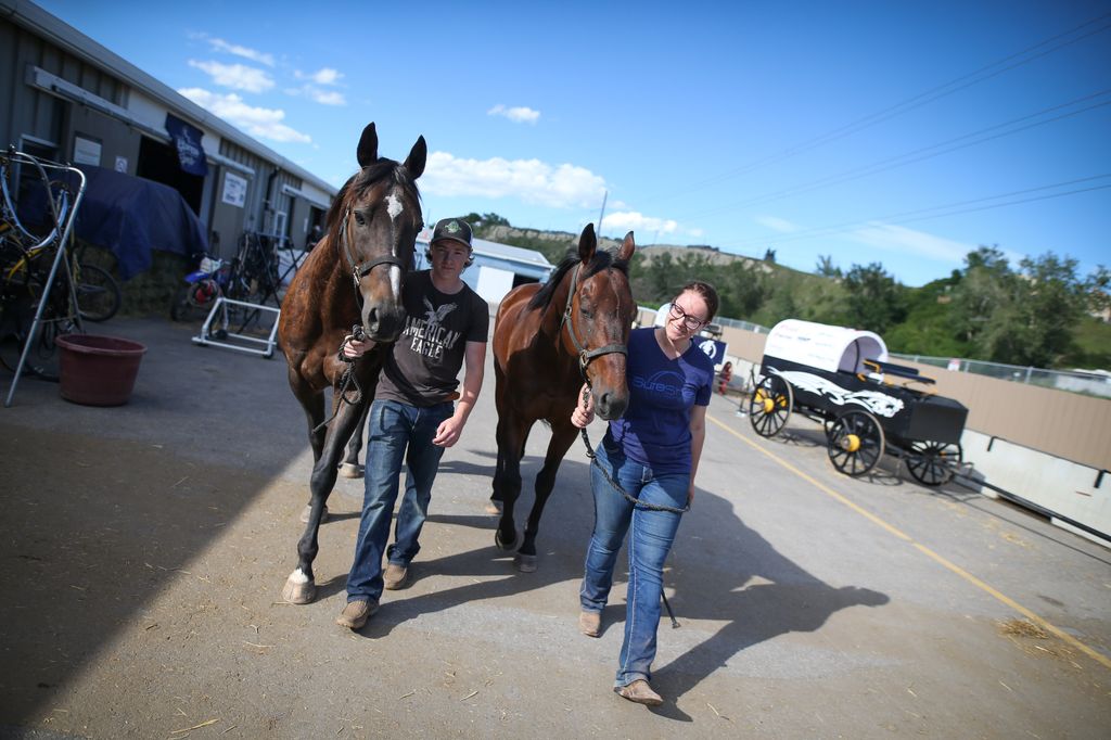 ringuettes horses