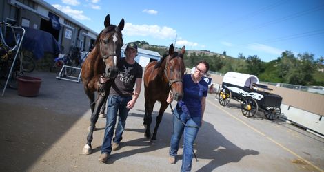 ringuettes horses