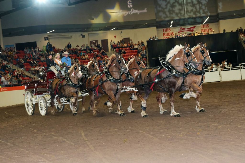 Champion photo - 6 horse hitch