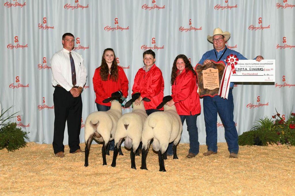 Sheep - Champion