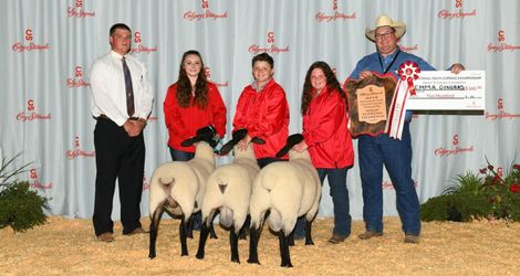 Sheep - Champion