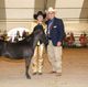 A winning pattern – The champions are crowned at the Calgary Stampede’s Canadian National Miniature Horse Show