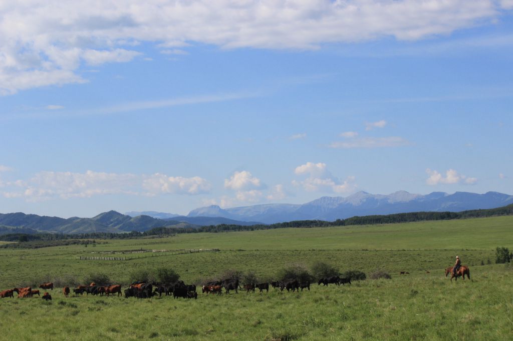 Moving cows