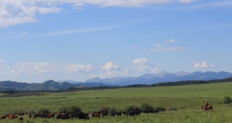 Moving cows
