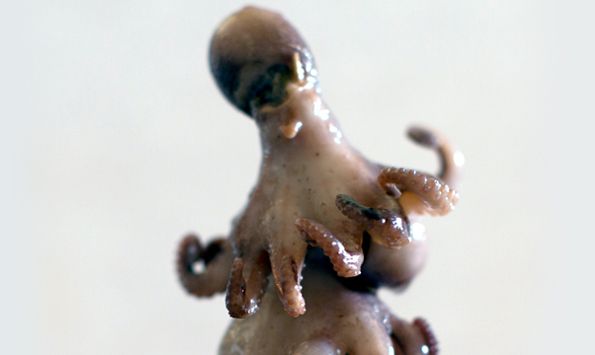 OCTO LOLLY
