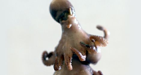 OCTO LOLLY