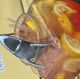 Shark Attack Lemonade_
