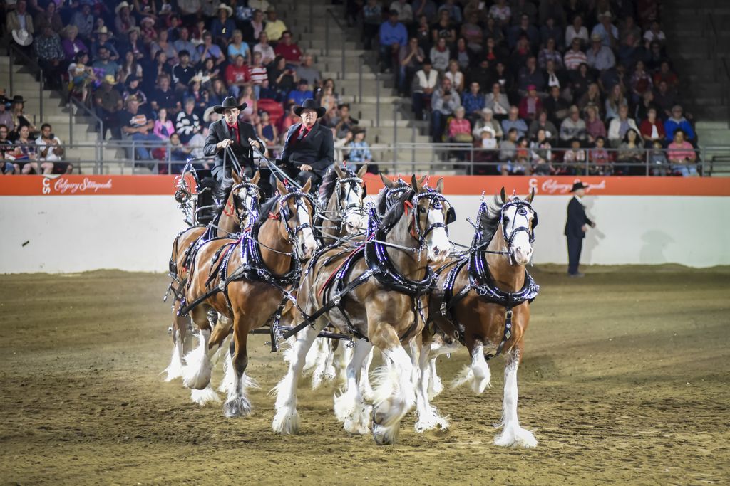 Heavy Horse show-4