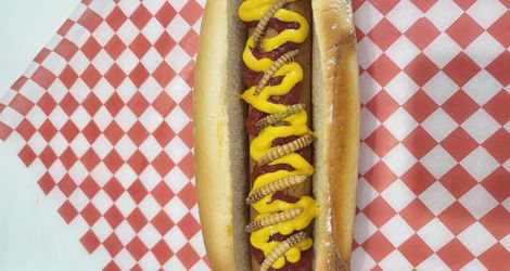 Meal Worm Hotdog