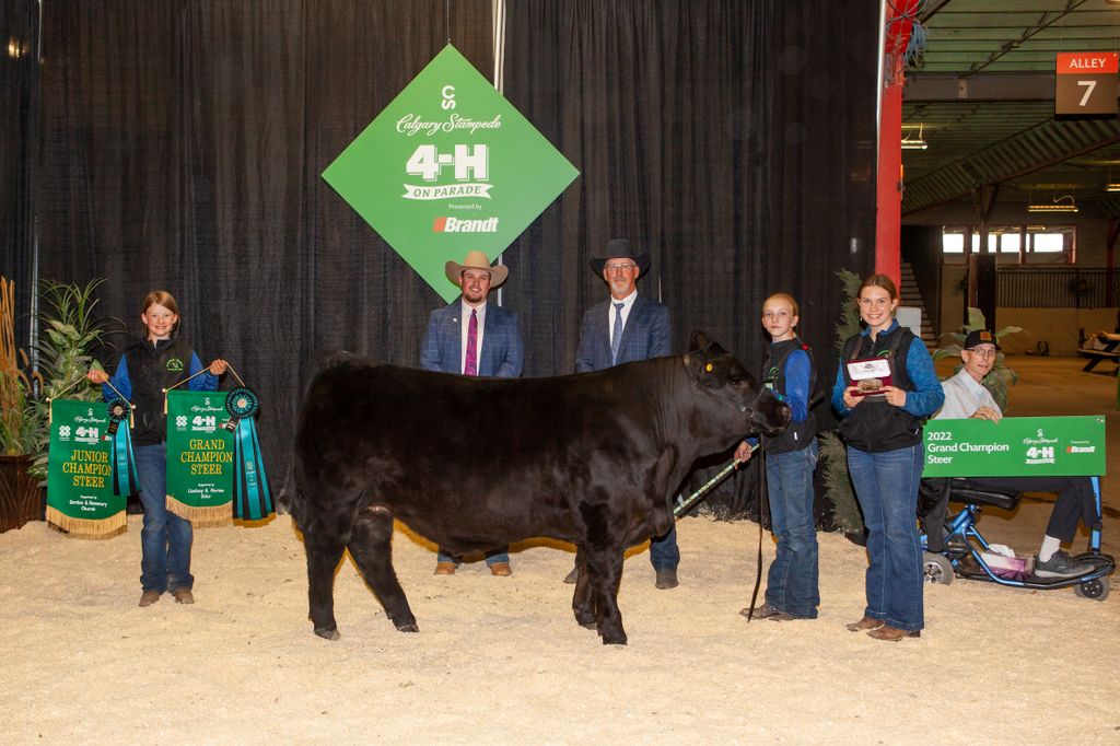 4-H on Parade Champion Steer