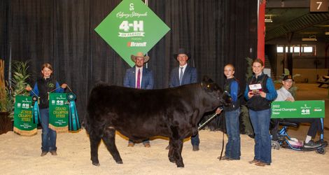 4-H on Parade Champion Steer