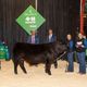 4-H on Parade Champion Steer