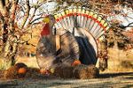 thanksgiving wooden crate turkey