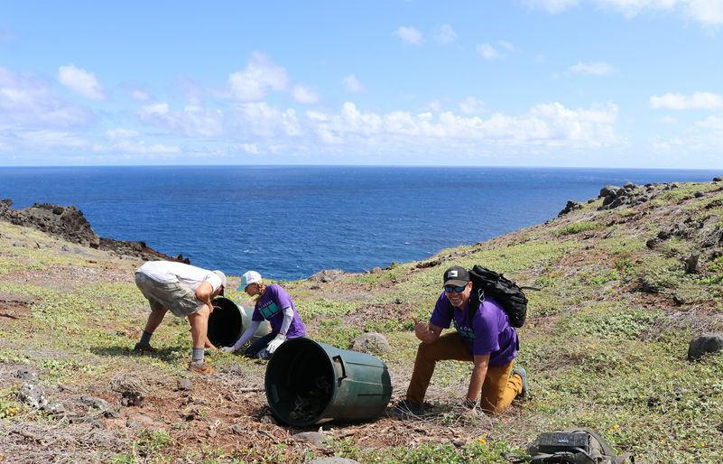 Haase brings volunteers to the cliffs of the Mokio Preserve to remove invasive weeds and make room for new native seedlings. IMG_1201_201906191902