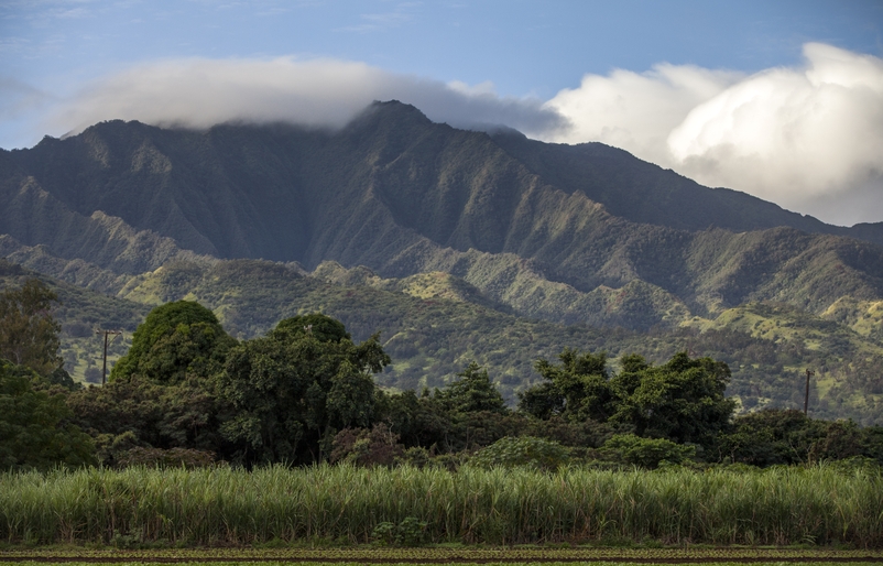 Kō Hana's cane field, located behind its distillery, in Kunia. KOHANA_CANE_FIELD_