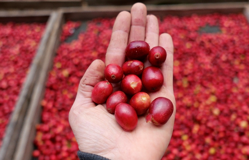 Hand-picked coffee cherries from Big Island Coffee Roasters' farm BICR2