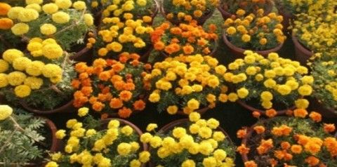Flower-Show-480x238