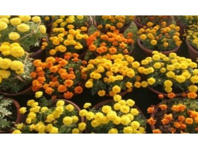 Flower-Show-480x238