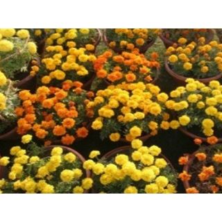 Flower-Show-480x238