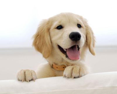 golden_retriever_puppy-wide