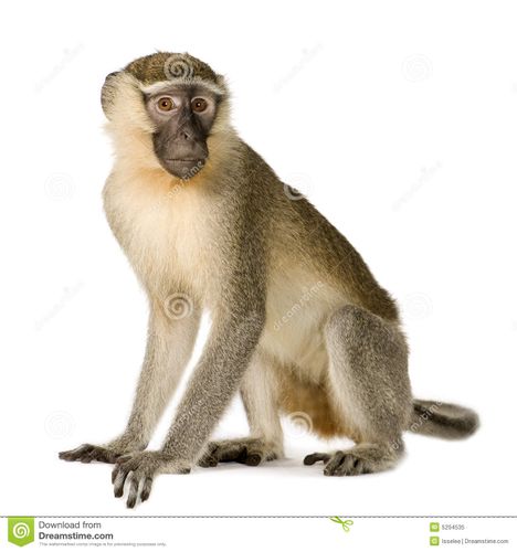 monkey