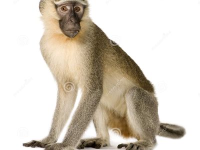 monkey