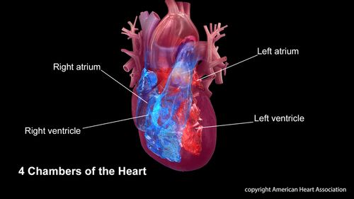4 chambers of the heart: right atrium, right ventricle, left atrium, left ventricle.Watch, Learn, and Live Librarycopyright American Heart Association