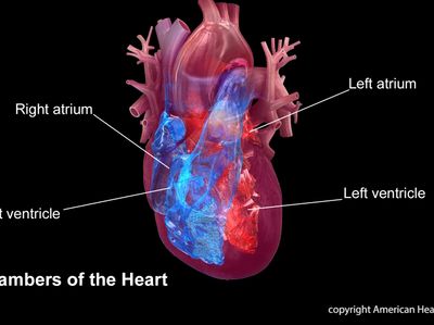 4 chambers of the heart: right atrium, right ventricle, left atrium, left ventricle.Watch, Learn, and Live Librarycopyright American Heart Association