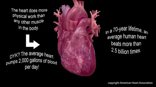 The heart does more physical work than any other muscle in the body.The average heart pumps 2,000 gallons of blood per day!In a 70-year lifetime, an average human heart beats more than 2.5 billion times.Watch, Learn, and Live Librarycopyright American Hea
