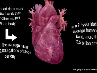 The heart does more physical work than any other muscle in the body.The average heart pumps 2,000 gallons of blood per day!In a 70-year lifetime, an average human heart beats more than 2.5 billion times.Watch, Learn, and Live Librarycopyright American Hea