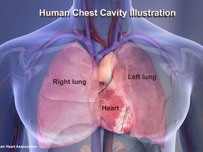 Human Chest Cavity illustration: Right lung, left lung, heartcopyright American Heart Association