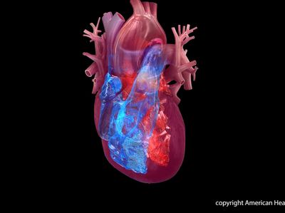 4 chambers of the heart: right atrium, right ventricle, left atrium, left ventricle.Watch, Learn, and Live Librarycopyright American Heart Association