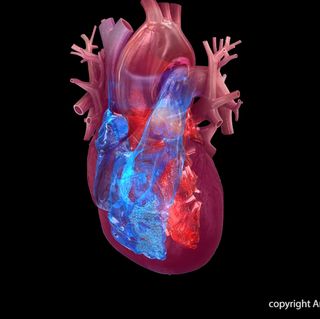 4 chambers of the heart: right atrium, right ventricle, left atrium, left ventricle.Watch, Learn, and Live Librarycopyright American Heart Association