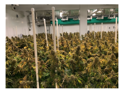 12,000 sq. ft., state-of-the-art extraction, processing and cultivation facility located in Vancouver