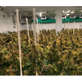 12,000 sq. ft., state-of-the-art extraction, processing and cultivation facility located in Vancouver