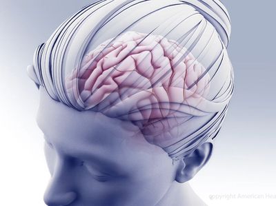 Brain illustration